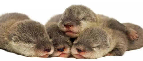 海獺sea otter 毀三觀 的最強(qiáng)反差丨動(dòng)物伙伴